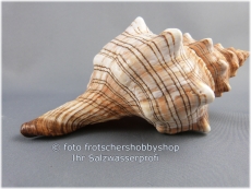 Muschelgehuse - Gehuse der Fasciolaria Trapezium ca. 12 - 14 cm