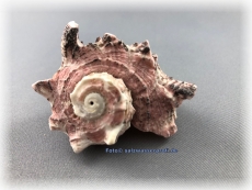 Muschelgeh�use - Geh�use der Delphinula Laciniata ca. 4-5cm