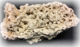 Riffgestein (natürliches Argonitgestein) 1kg