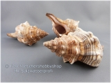 Muschelgehuse - Gehuse der Fasciolaria Trapezium ca. 12 - 14 cm