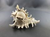 Muschelgehäuse - Gehäuse der Murex Ramosa 18 - 22 cm